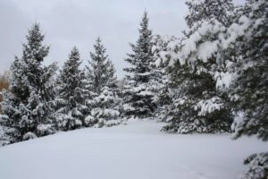 outdoor winter snow trees