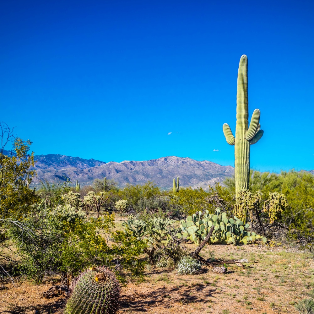 saguaro national park