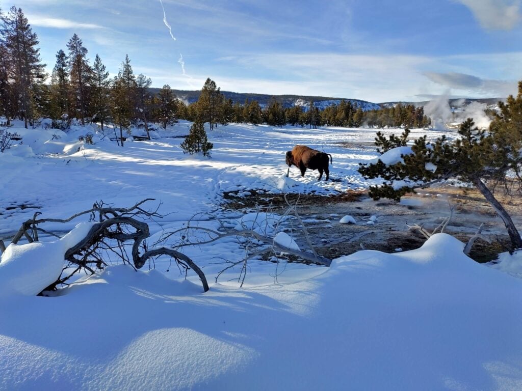 Guided Snowshoeing at Old Faithful in Yellowstone National Park