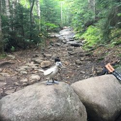 Adirondack mountain trail
