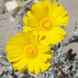2 yellow flowers in big bend
