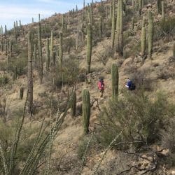 cacti in the desert