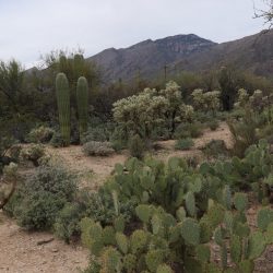 Hiking among the cacti in Saguaro National Park