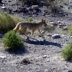 Coyote in the desert in Death Valley