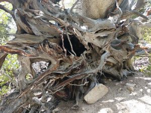 Bristlecone Pine along Great Basin Hiking adventure