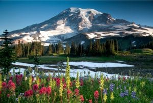 Mt Rainier with wildflowers and snow capped mountain