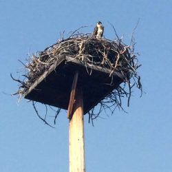 birds nest on a pole