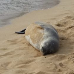 A seal rests on the beach in Kauai, Hawaii