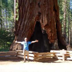 Man poses in front of large Sequoia tree