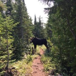 A moose on a trail in Isle Royale National Park
