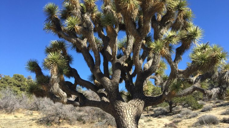 Joshua Tree Hiking Tour