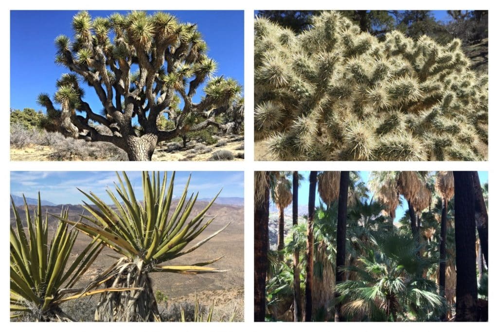 collage of 4 joshua tree plants