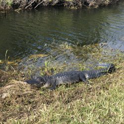 Alligator in Shark Valley, Everglades National Park