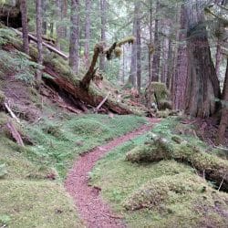 Thunder Creek Trail in North Cascades National Park