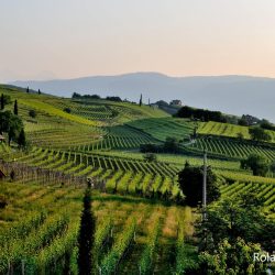 Vineyards criss-cross the hillsides of the Brushy Mountains of North Carolina