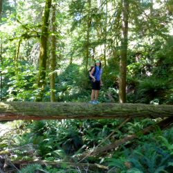 A hiker on a fallen tree in Olympic National Park