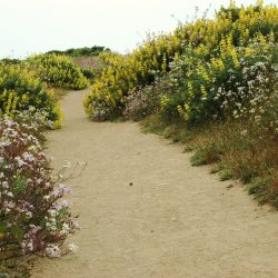 hiking trail with flowers