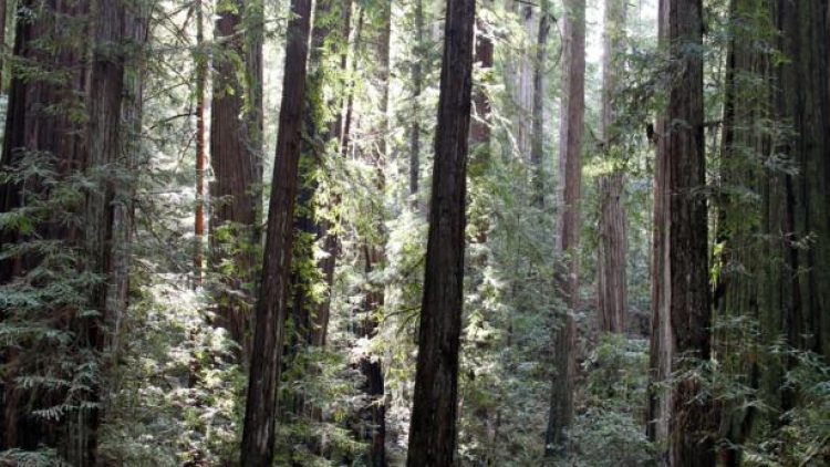 Redwoods National and State Parks Hiking Tour