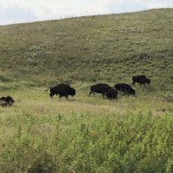 field with buffalo