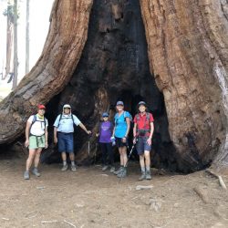 Group poses in front of large Sequoia tree