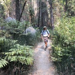 Kings fern in Sequoia National Park