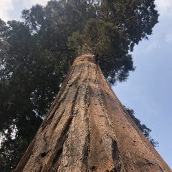 Sequoia National Park tree