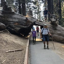 Sequoia National Park tree tunnel