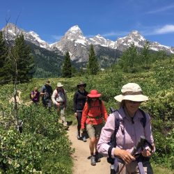 Hiking with Timberline Adventures at Yellowstone and Grand Teton National Parks in the summer, snow capped mountains and flowers in the field