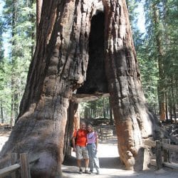 hiker poses in front of Wawona Tree in Yosemite National Park