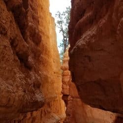 hikers in the narrow in zion