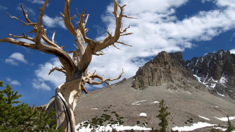 Great Basin National Park