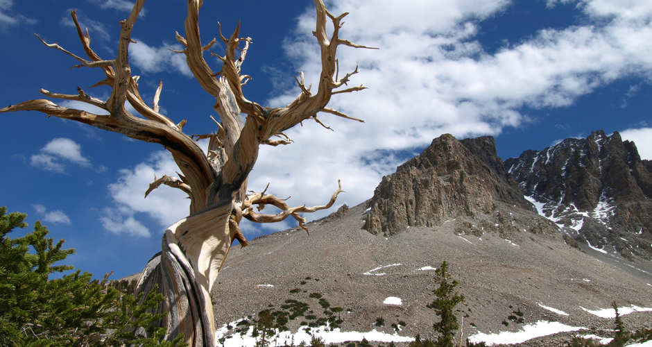 Bristlecone Pine with Wheeler Peak in background, Great Basin National Park