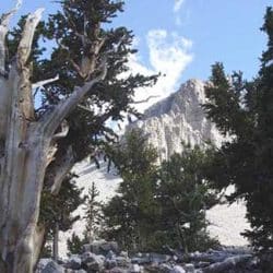 Bristlecone pine in Great Basin National Park