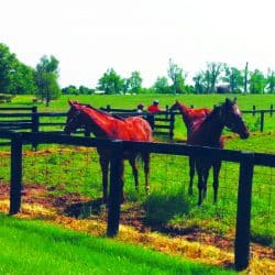 horses in a grass field