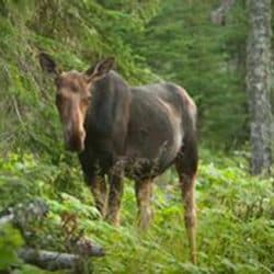 A moose on Isle Royale National Park