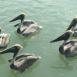 pelicans in the ocean