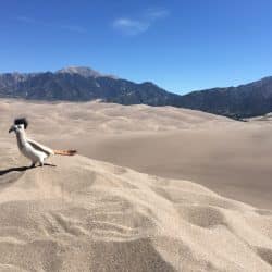 Desert bird on the sand dunes